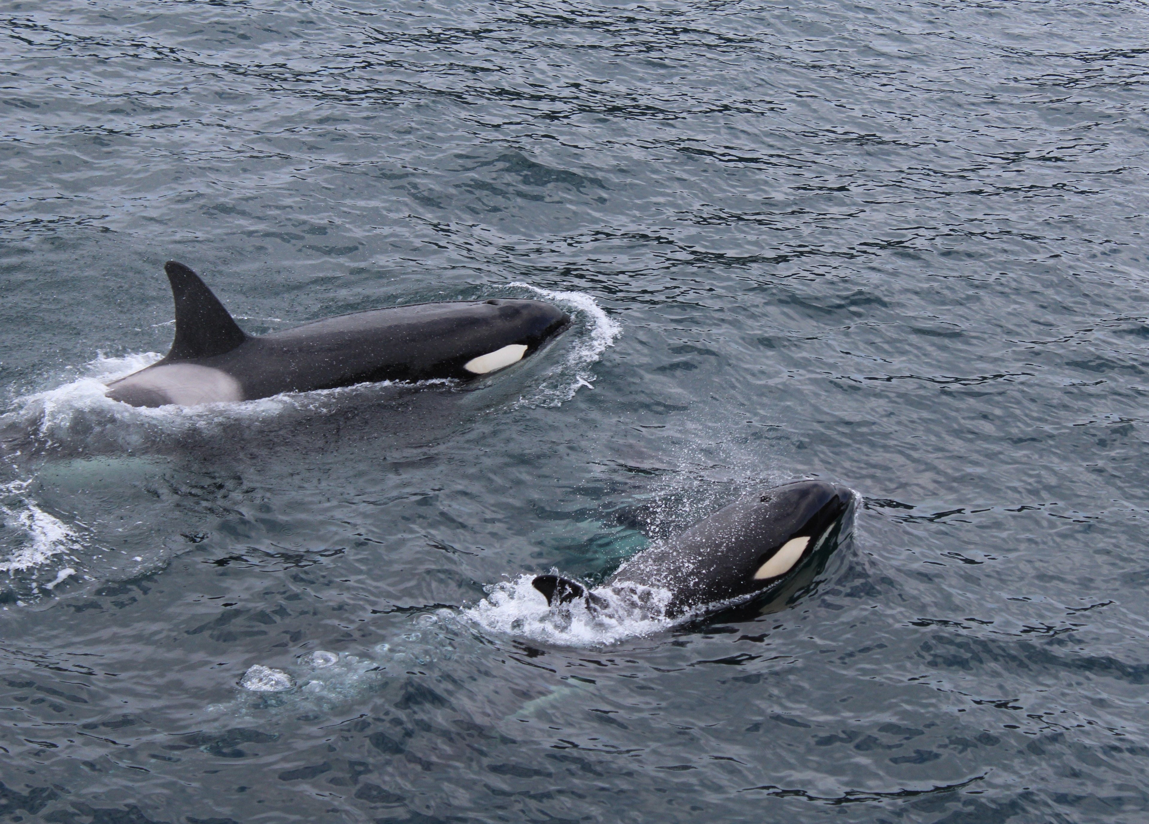 Clearer Horizons: Why Hawke Optics Are the Ultimate Standard for Marine and Wildlife Viewing