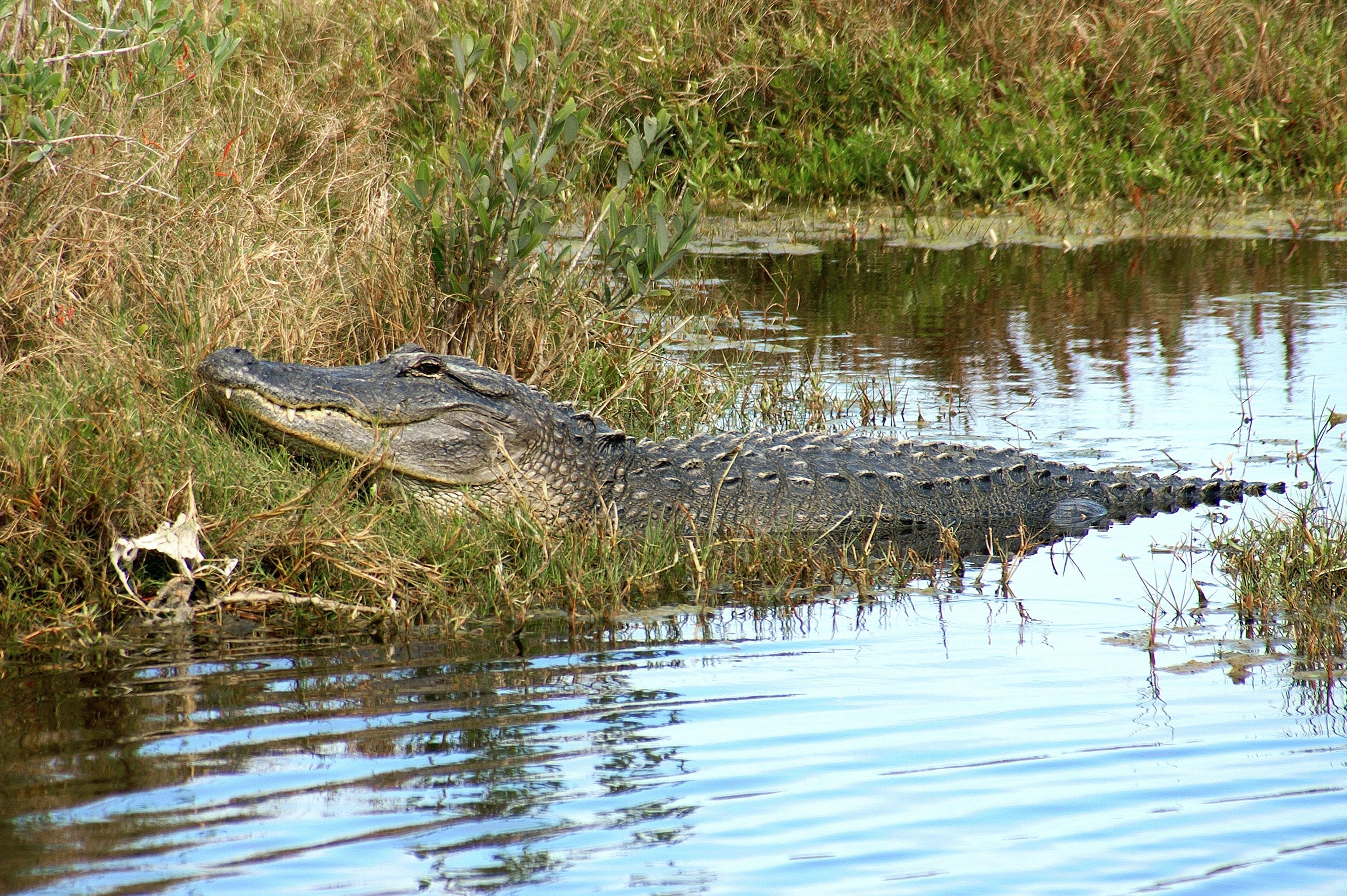 Airboat Outfitting Guide