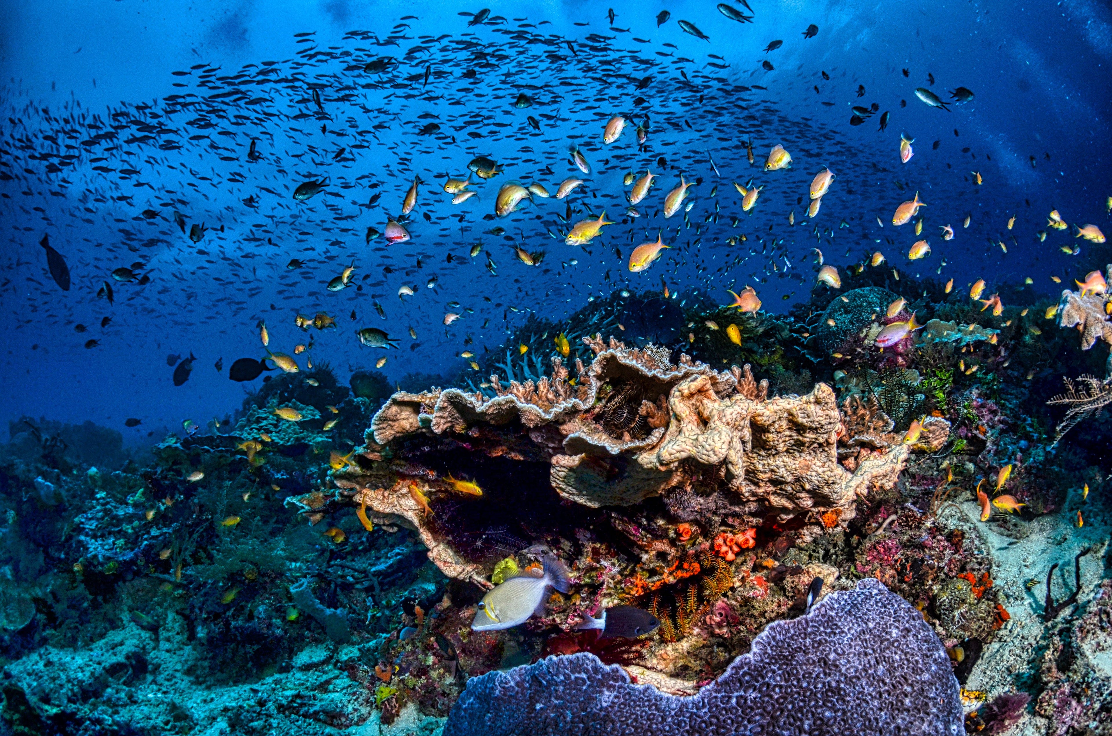Underwater Marine & Fishing Cameras